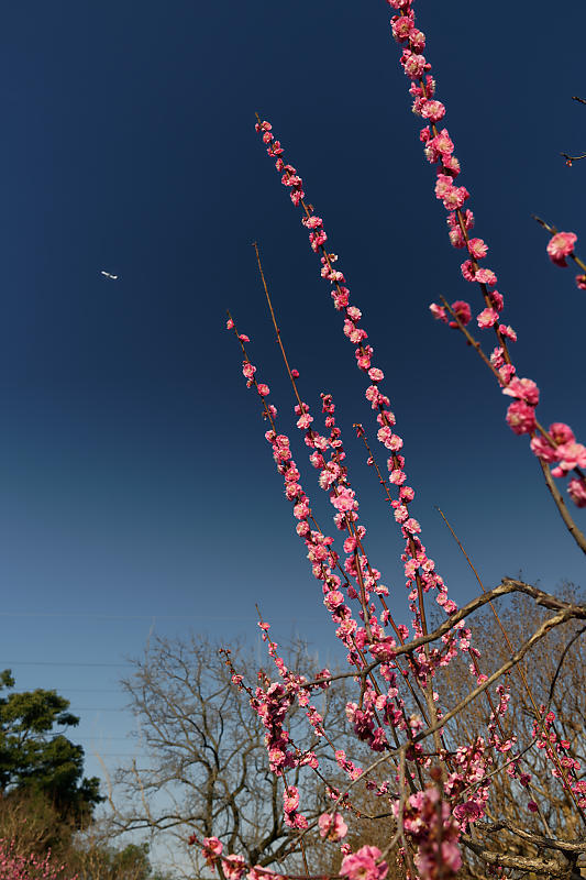 早春の花巡り　梅＆ウメジロ＠枚方　山田池公園_f0032011_19311027.jpg