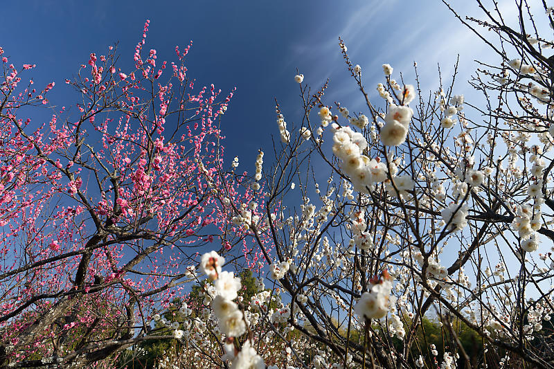 早春の花巡り　梅＆ウメジロ＠枚方　山田池公園_f0032011_19311059.jpg