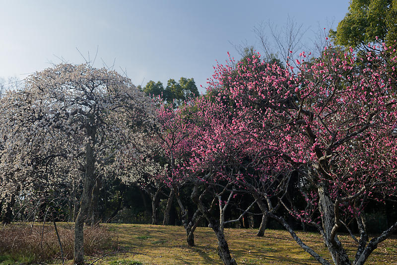 早春の花巡り　梅＆ウメジロ＠枚方　山田池公園_f0032011_19311066.jpg