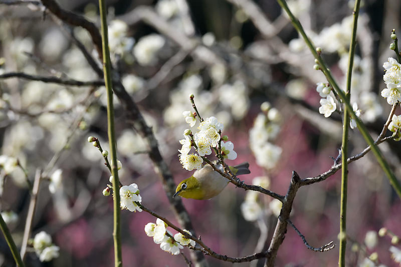 早春の花巡り　梅＆ウメジロ＠枚方　山田池公園_f0032011_19330684.jpg