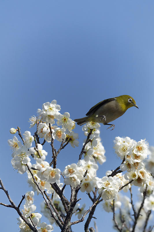 早春の花巡り　梅＆ウメジロ＠枚方　山田池公園_f0032011_19372030.jpg