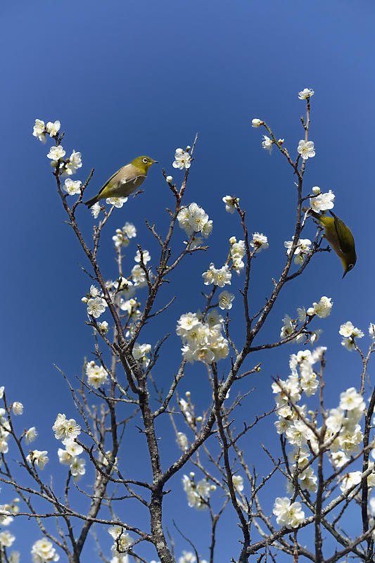 早春の花巡り　梅＆ウメジロ＠枚方　山田池公園_f0032011_19394263.jpg