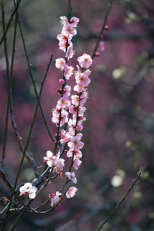 早春の花巡り　梅＆ウメジロ＠枚方　山田池公園_f0032011_19421885.jpg