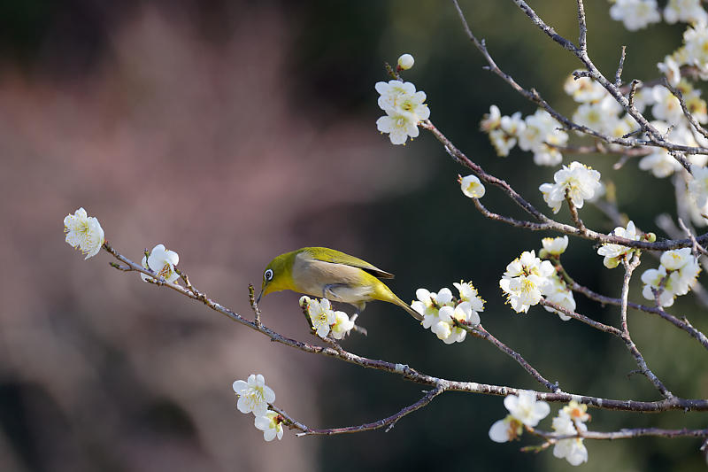 早春の花巡り　梅＆ウメジロ＠枚方　山田池公園_f0032011_19530432.jpg