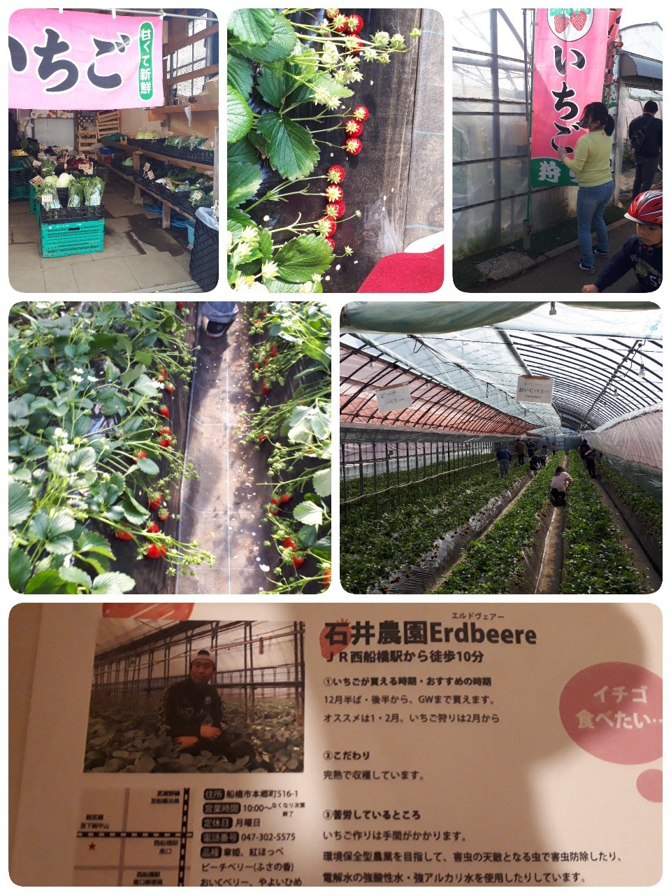 念願叶って いちご狩り シマシマ日記