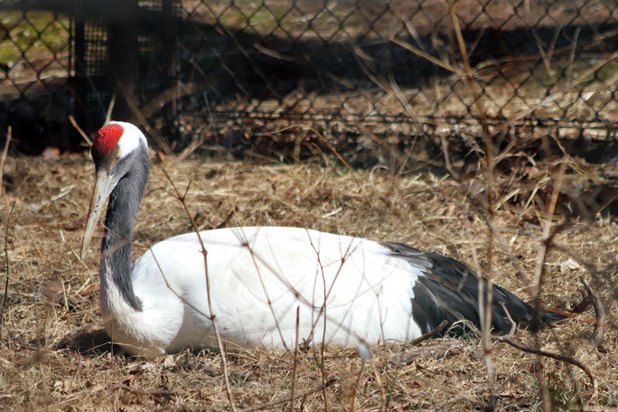 井の頭自然文化園の鳥たち～タンチョウとアオゲラと多彩な猛禽（February 2020）_b0355317_21384186.jpg