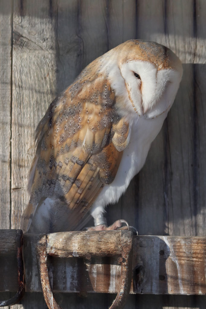 井の頭自然文化園の鳥たち～タンチョウとアオゲラと多彩な猛禽（February 2020）_b0355317_21441815.jpg