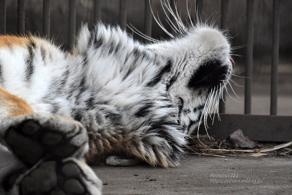 2021.1.11 宇都宮動物園☆アムールトラのアズサちゃん【Amur tiger】_f0250322_19150987.jpg