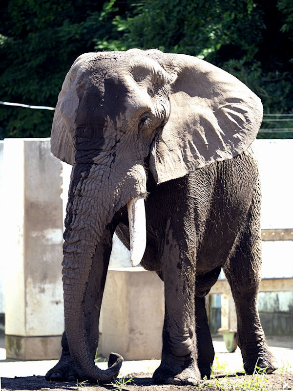 懐かしの動物たち（18） だいすけ : 動物園放浪記