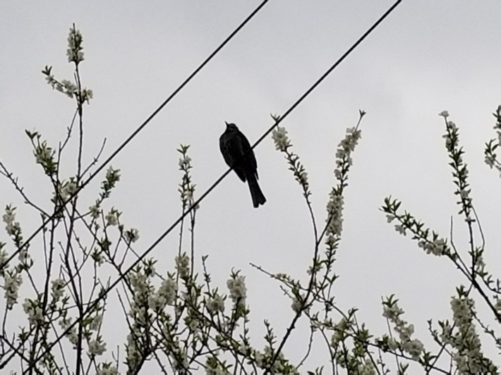 デンキンバシラ、って言わなかったかい 「電柱鳥類学 スズメはどこに止まってる?」(三上修)_e0016828_10265632.jpg