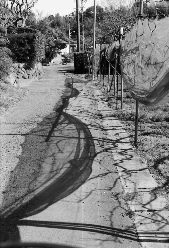 果樹園の横の道_c0353030_10593328.jpg