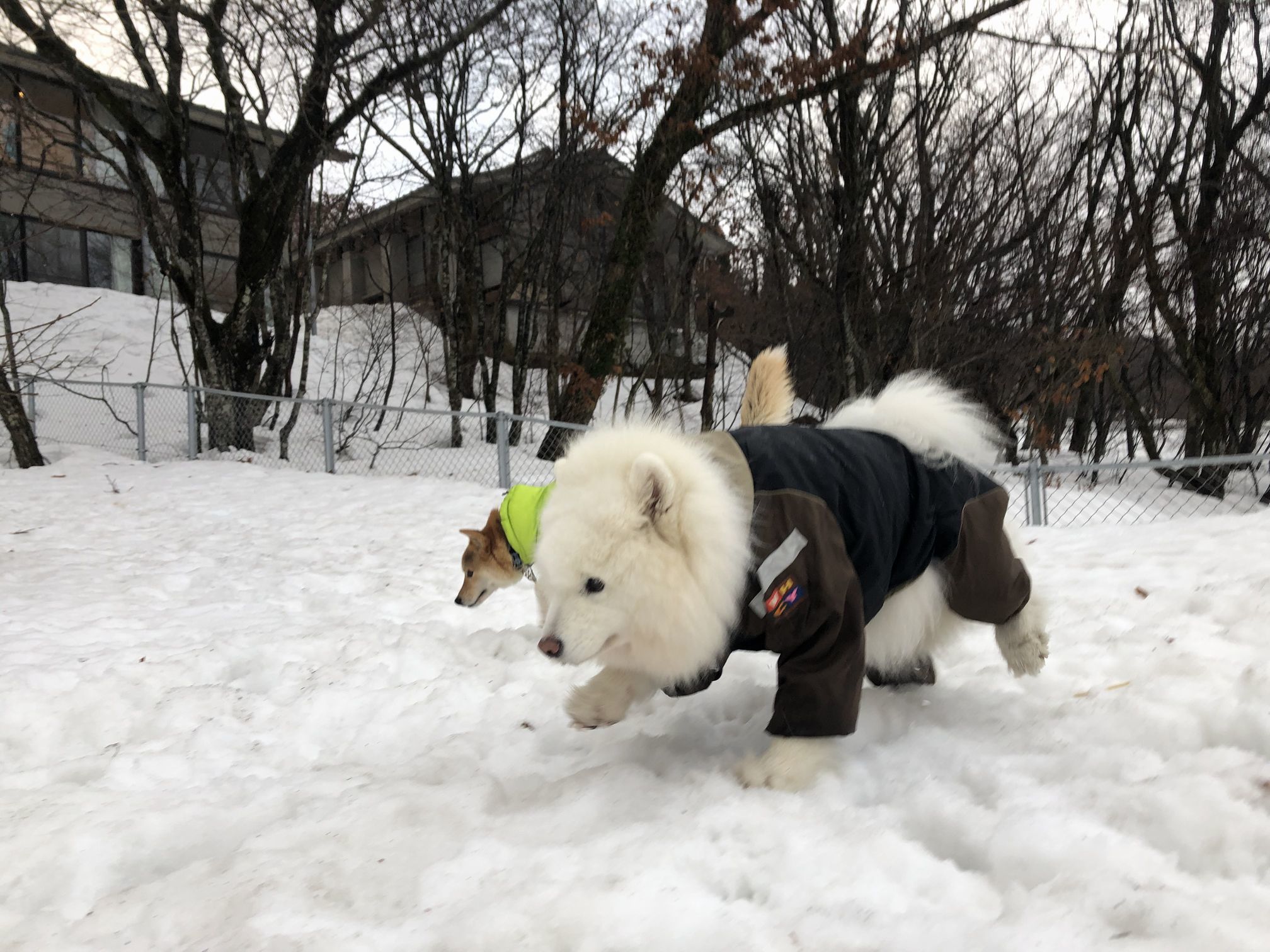 んまいもんシリーズ　２０２１年冬　大山雪遊び旅行編_f0128542_09580282.jpg