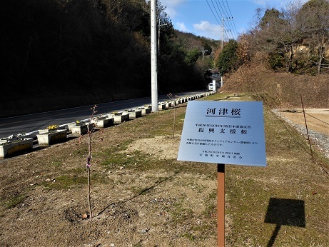 河津桜、復興の願いを込めて咲く_e0175370_17102704.jpg