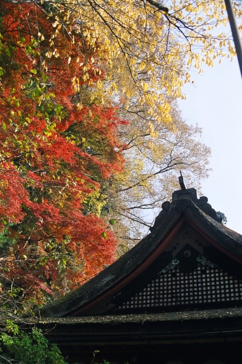 2005/11【奈良京都】紅葉だけをひたすら愛でる三日間の旅【酒船石遺構見に行く】１-2日目奈良（飛鳥）_b0116271_00023157.jpg