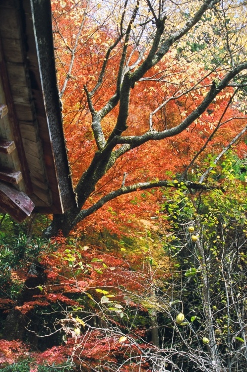 2005/11【奈良京都】紅葉だけをひたすら愛でる三日間の旅【酒船石遺構見に行く】１-2日目奈良（飛鳥）_b0116271_00023398.jpg