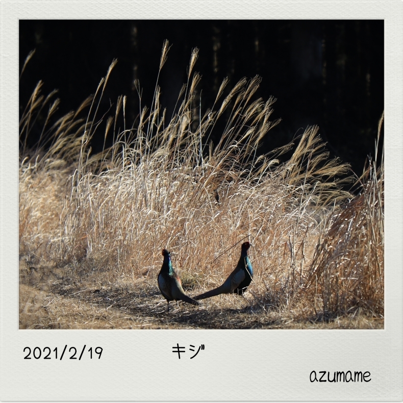 2021/2月　その他の野鳥_d0376975_00042690.jpg