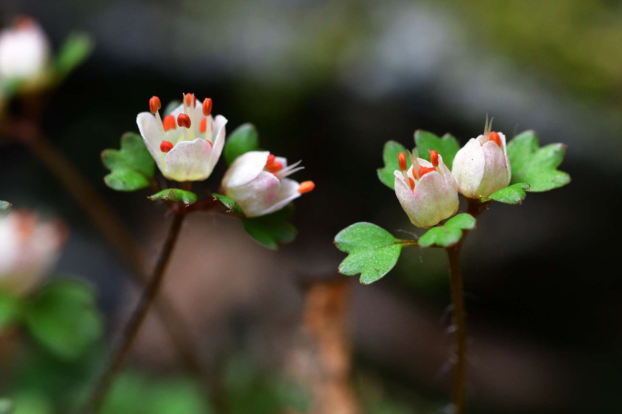 奥多摩 青梅周辺の花 ハナネコノメ ネコヤナギなど 野の花山の花ウォッチング In 奥多摩 奥多摩 青梅周辺の花 ハナネコノメ ネコヤナギなど 野の花山の花ウォッチング In 奥多摩