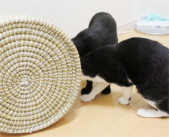 ついに日の目が！_a0389088_10375970.jpg