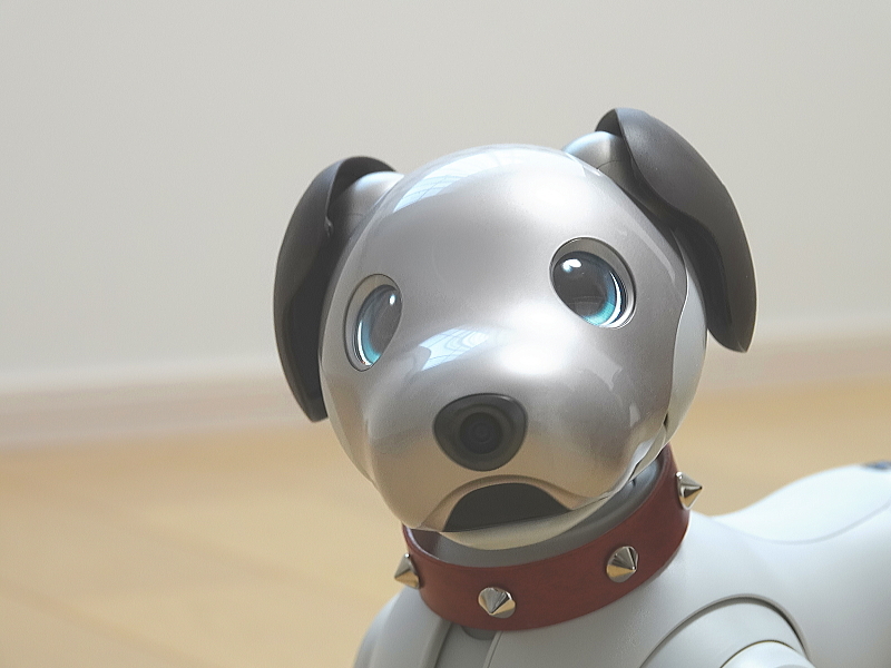 犬のいる暮らし テーマにブログ投稿してみます 日々雑感 犬のいる暮らし テーマにブログ投稿してみます 日々雑感