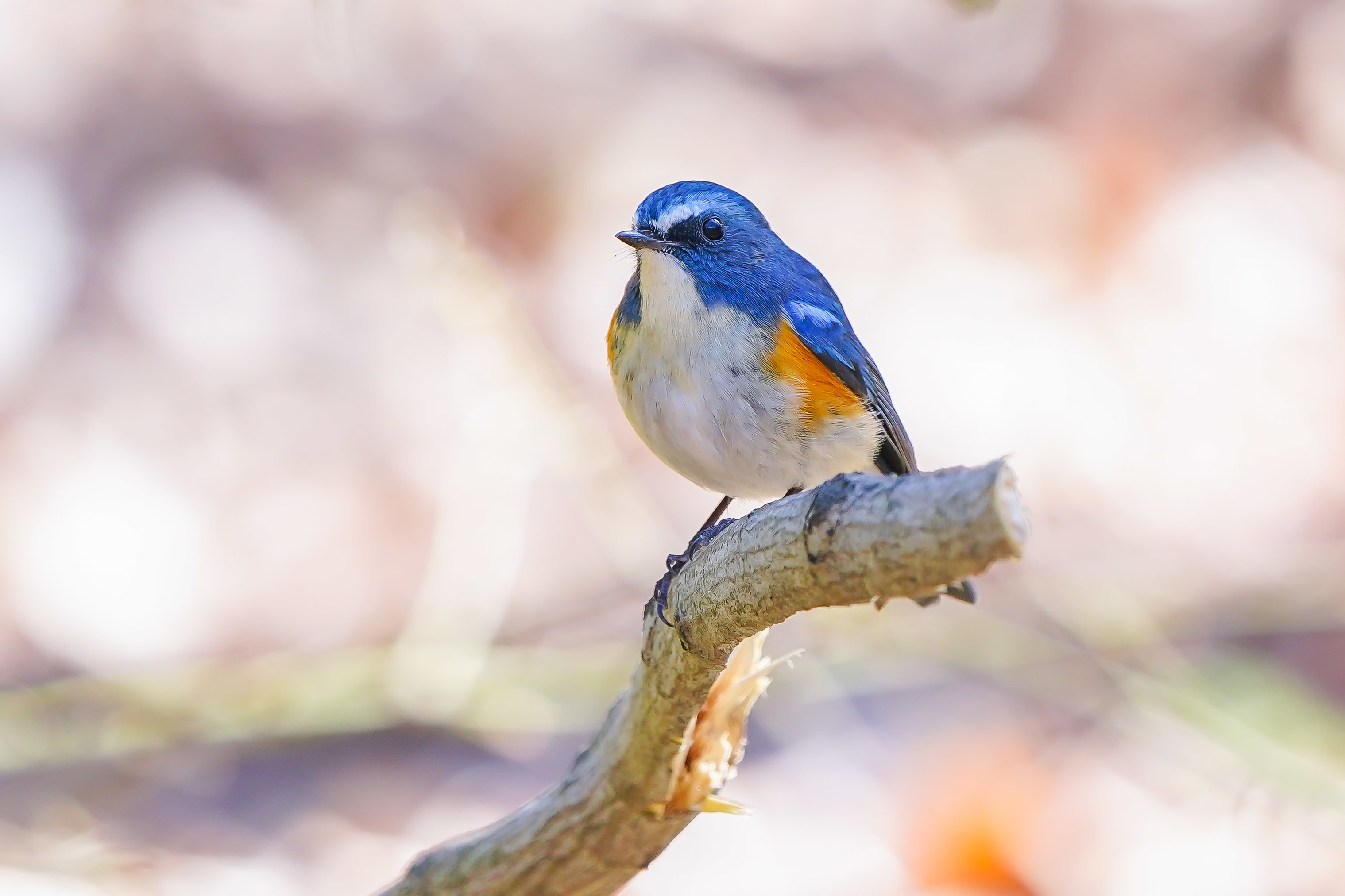 小春日和のルリビタキ（瑠璃鶲） : 野鳥などの撮影記録
