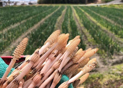 畑の葉物野菜で食事作りなど_a0346704_21052492.jpg