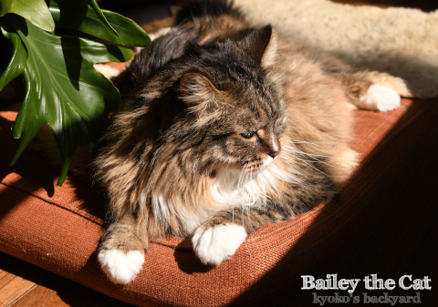 猫のひげがお守りに Kyoko S Backyard アメリカで田舎暮らし 猫のひげがお守りに Kyoko S Backyard アメリカで田舎暮らし