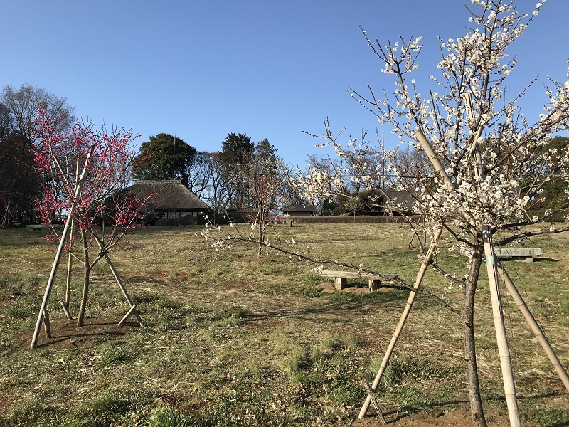 春の風に吹かれて・・・（４４９８）_e0349324_13093628.jpg