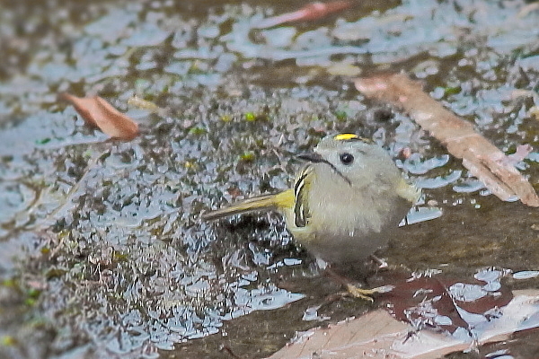 キクイタダキが水辺に来た_e0413627_16562365.jpg