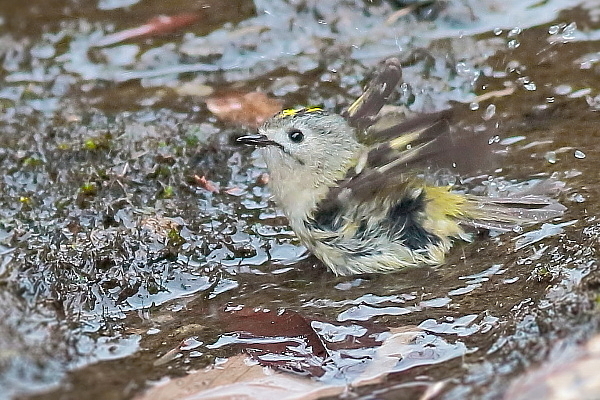 キクイタダキが水辺に来た_e0413627_16570111.jpg