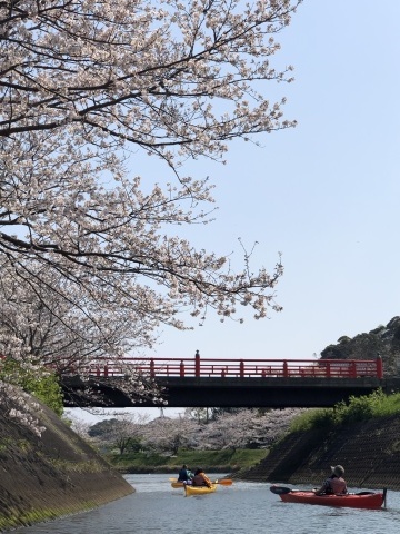 3月末には弓ヶ浜さくらツアー_e0016130_23373496.jpg