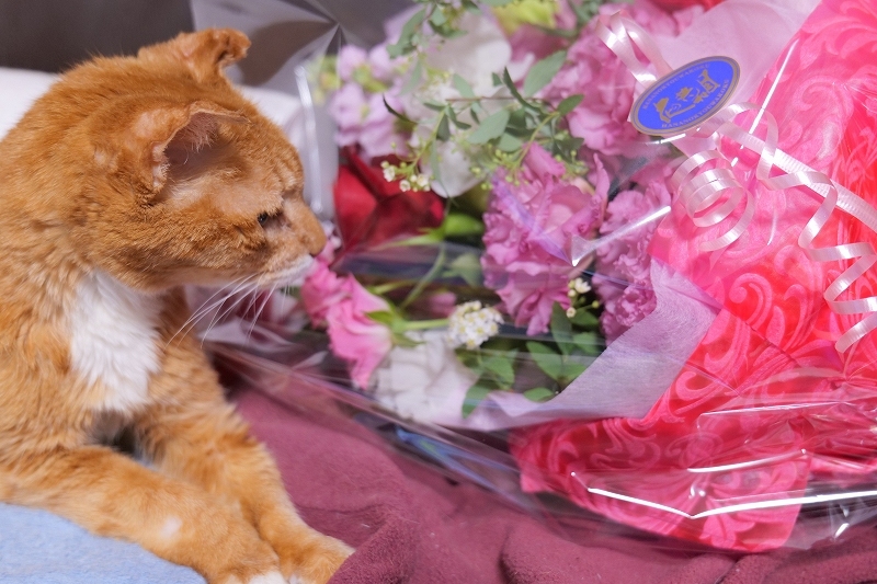 結婚記念日はオーストラリア Ironbark, GINZA SIX_f0050534_14211931.jpg
