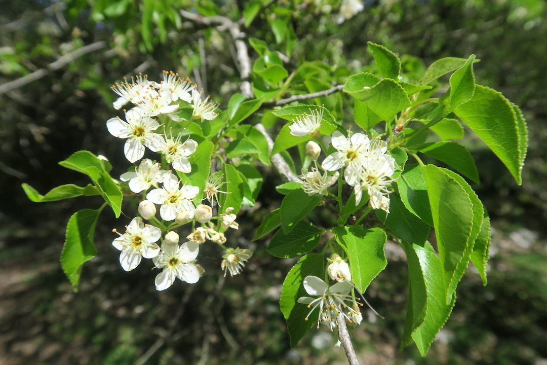 残念サンレモ2021と昨春初めての山の花_f0234936_17474827.jpg