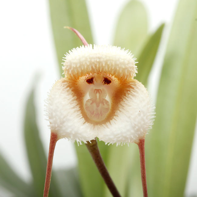 植物、流木などなど。_d0376039_16333951.jpg