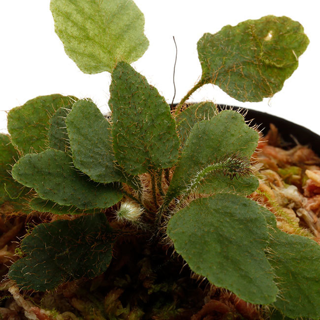 植物、流木などなど。_d0376039_16492677.jpg