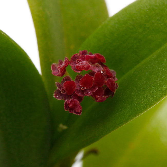 植物、流木などなど。_d0376039_16550492.jpg