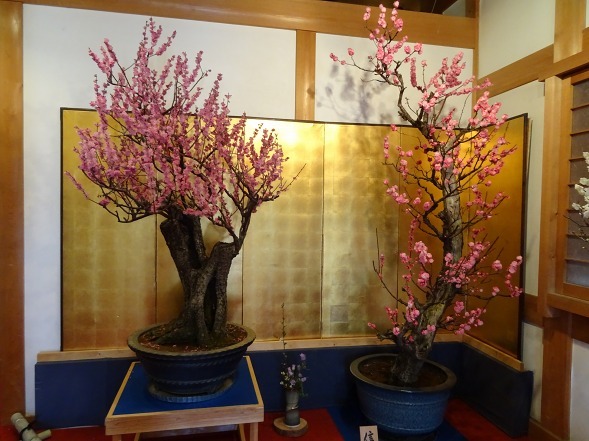 大和郡山城跡の盆梅展 彩の気まぐれ写真