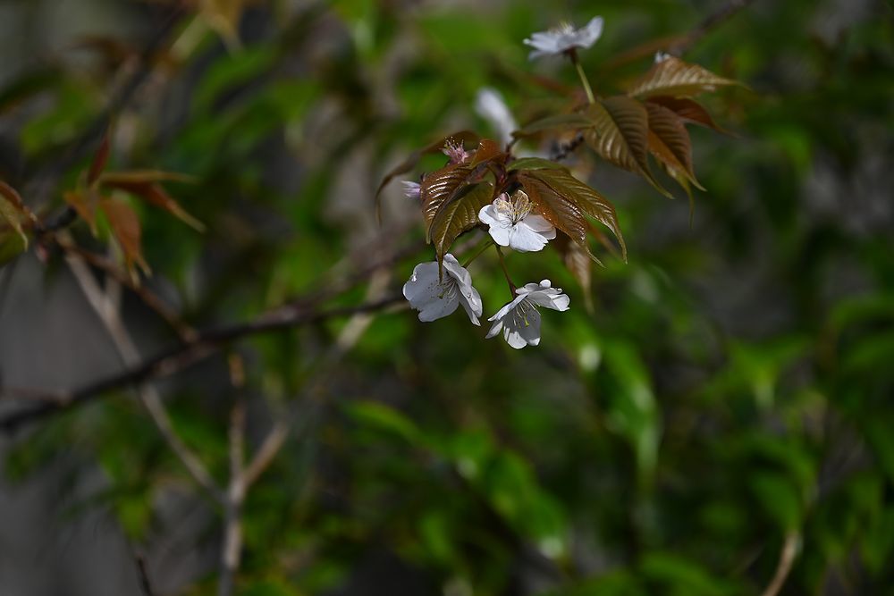 ヤマザクラ、その2_b0370155_15492906.jpg