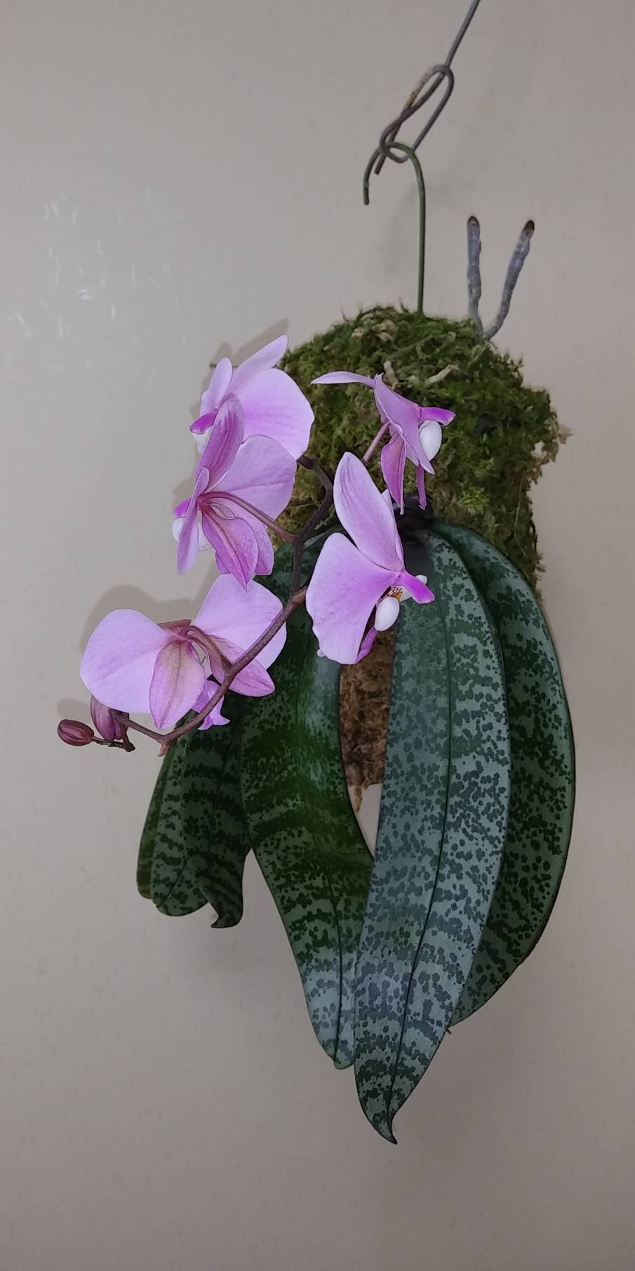 山田さんのphalaenopsis schilleriana : 所沢洋蘭会