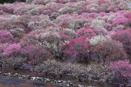 豪華に咲く梅林の散策　　いなべ市梅林公園_c0303868_05111742.jpg