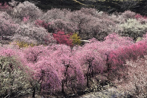 豪華に咲く梅林の散策　　いなべ市梅林公園_c0303868_13534001.jpg