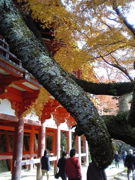 2005/11【奈良京都】紅葉だけをひたすら愛でる三日間の旅【酒船石遺構見に行く】１-2日目奈良（飛鳥）_b0116271_00092351.jpg