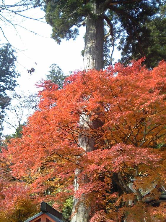 2005/11【奈良京都】紅葉だけをひたすら愛でる三日間の旅【酒船石遺構見に行く】１-2日目奈良（飛鳥）_b0116271_00141110.jpg