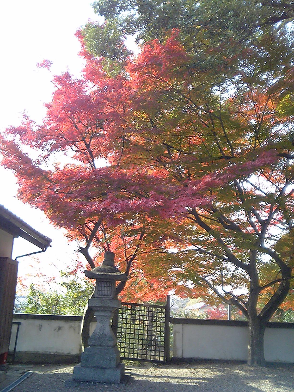 2005/11【奈良京都】紅葉だけをひたすら愛でる三日間の旅【酒船石遺構見に行く】１-2日目奈良（飛鳥）_b0116271_00285882.jpg