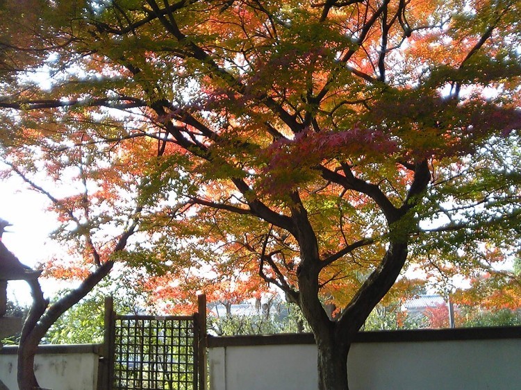 2005/11【奈良京都】紅葉だけをひたすら愛でる三日間の旅【酒船石遺構見に行く】１-2日目奈良（飛鳥）_b0116271_00285888.jpg