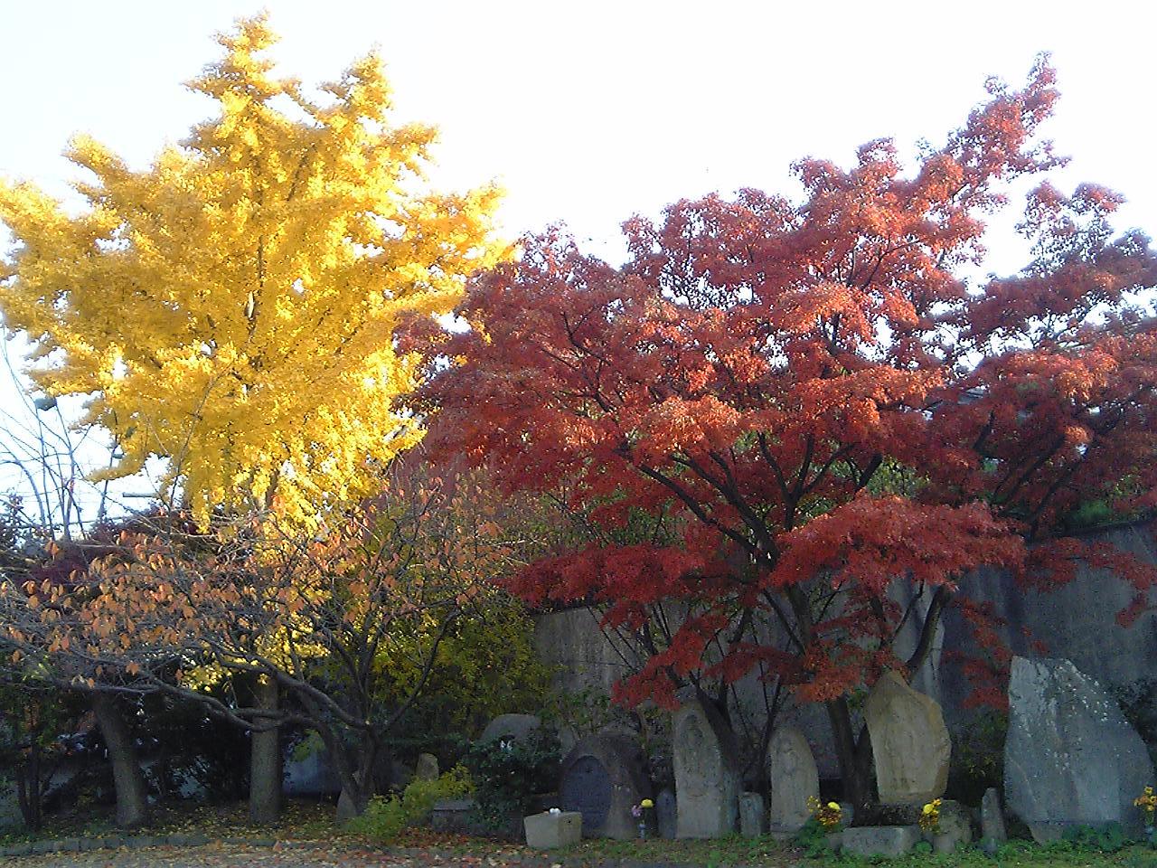 2005/11【奈良京都】紅葉だけをひたすら愛でる三日間の旅【酒船石遺構見に行く】１-2日目奈良（飛鳥）_b0116271_00414137.jpg