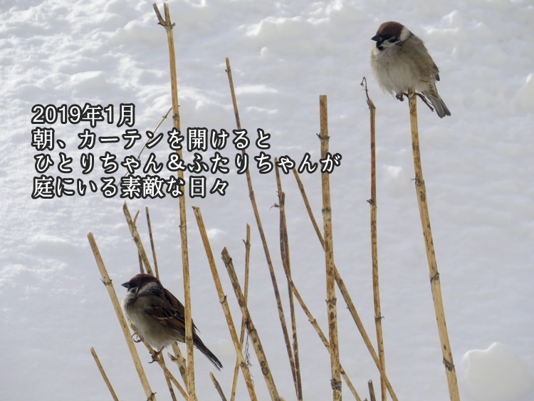 スズメで涙 6 手ぬぐいとかめら