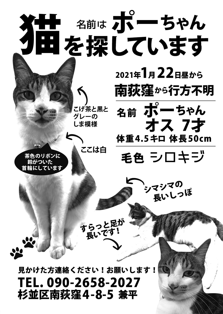 急遽 荻窪3 4丁目防犯カメラ映像と電話での その猫見ました 情報の5 6件集中地を 救護籠での捕獲を決行することにした 免疫labo通信ブログ