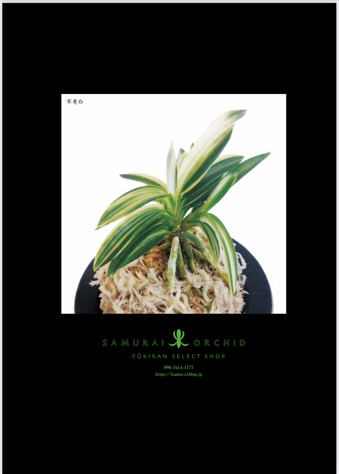 園芸japan広告 サムライ オーキッド 富貴蘭 セレクトショップ Mail Samuraittt Gmail Com 園芸japan広告 サムライ オーキッド 富貴蘭 セレクトショップ Mail Samuraittt Gmail Com