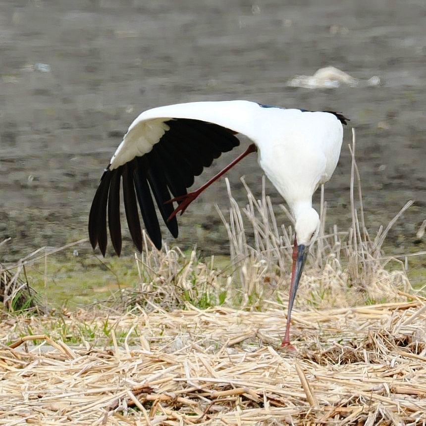 地面から一本足のコウノトリが生えた！？・・・＋飛び出しの図_a0031821_09571611.jpg