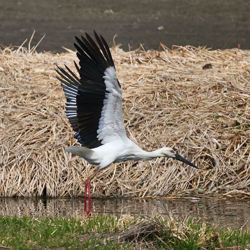 地面から一本足のコウノトリが生えた!?・・・+飛び出しの図_a0031821_09573073.jpg